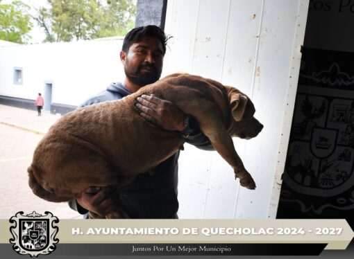 Organizan Jornada de Vacunación Antirrábica