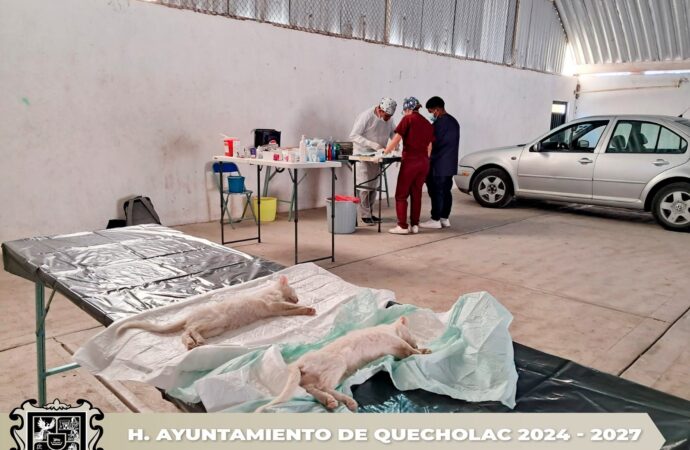 Realizan Jornada de Esterilización en la comunidad de Guadalupe Enríquez